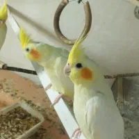 عروس هلندی معاوضه با وسیله به درد بخور