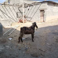 بزنر پاکستانی اصل|حیوانات مزرعه|سنندج, |دیوار