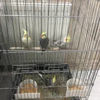 عروس هلندی جوان|پرنده|اردکان, |دیوار