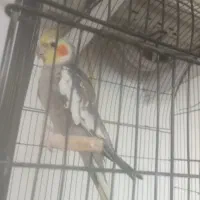 پرنده