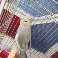 عروس هلندی دستی|پرنده|شهرضا, |دیوار