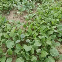 نهال گوجه