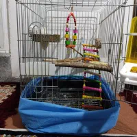 قفس سالم|لوازم جانبی حیوانات|همدان, |دیوار