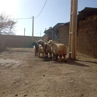 ۵راس شیشک میش بختیاری|حیوانات مزرعه|شیراز, محمدیه|دیوار