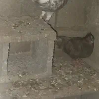 کبوتر معاوضه بامرغ
