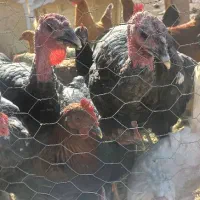 ۵عدد بوقلمون ۸ماهه|حیوانات مزرعه|نیشابور, شهرک اردسمان|دیوار