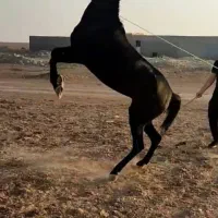 اسب اصیل عرب مادیان صگلاوی