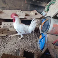 خروس خوش هیکل جوان