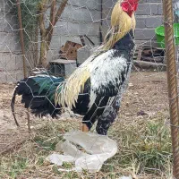 لاری|حیوانات مزرعه|لشت نشا, |دیوار