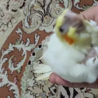 جوجه عروس هلندی