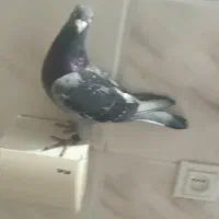 نر پلاکی مسافتی