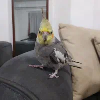 عروس هلندی نر سخنگو