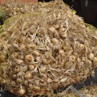 پیازچه زعفران فاروج