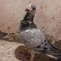 کفتر هوایی|پرنده|مشهد, شهرک رازی (شهرک غرب)|دیوار