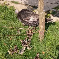 جوجه بوقلمون برنز محلی با مادر