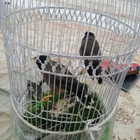 دو عدد مینا سخنگو