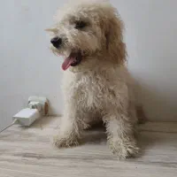 پودل|سگ|شیراز, دوکوهک|دیوار