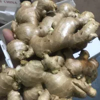 واردات و پخش زنجبیل به کل کشور