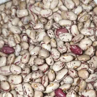 لوبیا چیتی ارگانیک