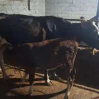 فروش گاو محلی با گوساله ماده