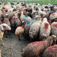 میش وبره گوسفند