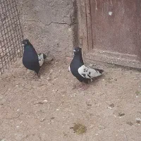 تعدادی کبوتر|پرنده|رفسنجان, |دیوار