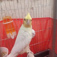 عروس هلندی دستی سخن گو