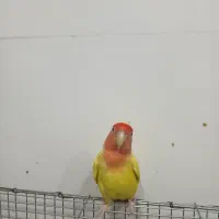 طوطی برزیلی|پرنده|شبانکاره, |دیوار