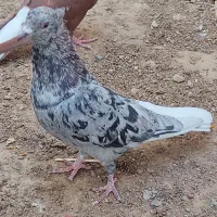 فروش سرور دم سفید نر|پرنده|شیراز, درکی|دیوار