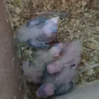 عروس هلندی مفت ببر