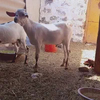 کهرنر