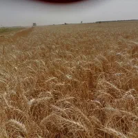 گندم چمران 2|عمده‌فروشی|اهواز, اهواز|دیوار