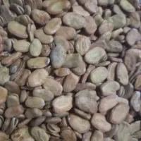 باقالی بهشهر خوش پخت