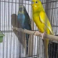 مرغ عشق خوش رنگ|پرنده|پارسآباد, |دیوار