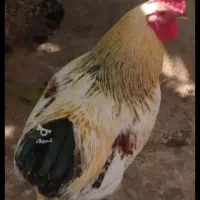 فروش خروس‌محلی‌بزرگ‌و‌چاق‌و‌چله