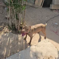 سگ پیت بول خط خونی|سگ|شهرضا, |دیوار