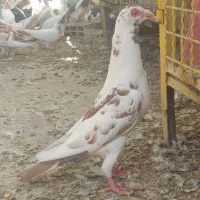 دمسرخ|پرنده|زاهدان, |دیوار