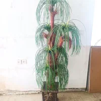 درخت نخل مصنوعی بزرگ
