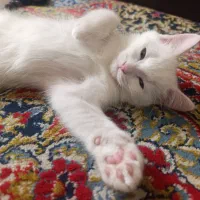 واگذاری بچه گربه