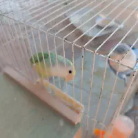 کوتوله برزیلی و مرغ عشق|پرنده|طرقبه, |دیوار