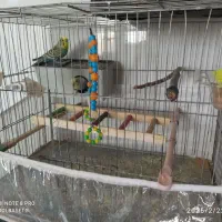 حراج مرغ عشق