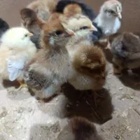 جوجه مرغ و خروس محلی واکسن خورده سرحال