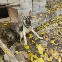 ژرمن شیپرد مو کوتاه ۶ماهه نر|سگ|خسروشاه, |دیوار