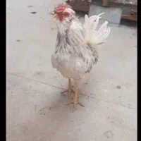 مرغ و خروس گلین