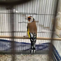 سهره نر|پرنده|ری, دیلمان|دیوار