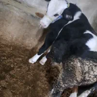 گوساله نر سیمینتال