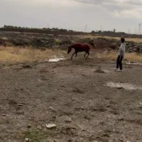 اسب عرب یکسر