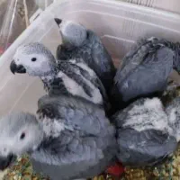 جوجه کاسکو سرلاکی و تازه دانه خور|پرنده|جهرم, |دیوار