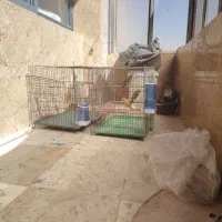 دو جفت قناری چمنی زرد
