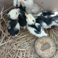 خروس مرغ وجوجه گلین
